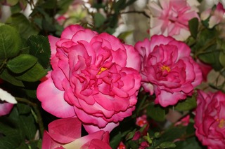bloemen Silk-ka zijde